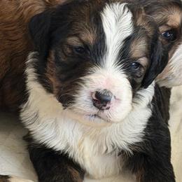 Paisley - Tri-color female Bernedoodle puppy in Phelan, California from PuppyPaws4U
