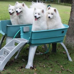 Samoyed All Grown Up from Koukla Samoyeds