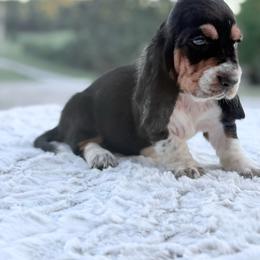 Wheezy - Black tan and white female Basset Hound puppy in Springfield, Missouri from Baylee’s Bassets
