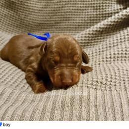 Blue collar - Red and rust male Doberman Pinscher puppy in North Judson, Indiana from Stalaris Dobermans