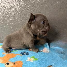 Boy 4 - Blue male French Bulldog puppy in Spanaway, Washington from Frog Faced Frenchies
