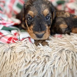 Girl 1 - Black and tan female Airedale Terrier puppy in Marshallville, Ohio from Anne's Pups