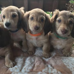 Dachshunds from Critter Ridge mini long hair Dachshunds