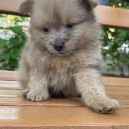 Dash - Blue merle male Pomeranian puppy in Brooklyn, New York from Luxury Poms