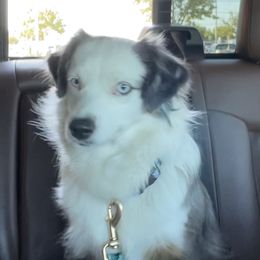 Bella - Miniature Australian Shepherd