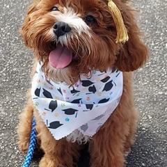 Cavapoo Puppies from Stephanie Abbott