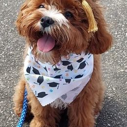 Cavapoo Puppies from Stephanie Abbott