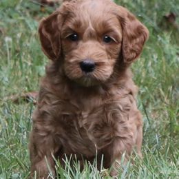 Australian Labradoodles from Spring Valley Australian Labradoodles