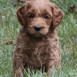Australian Labradoodles from Spring Valley Australian Labradoodles