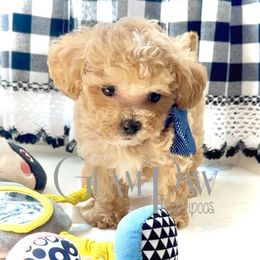 Denver - Apricot male Maltipoo puppy in Spring, Texas from GlamPaw Maltipoos