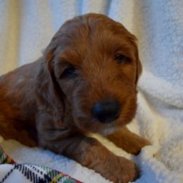 Goldendoodle Puppies from BB Doodles