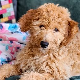 Hey There Delilah - Red Assorted Doodle Crosses puppy in Indianapolis, Indiana from Do Wah Diddy Doodles