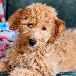 Hey There Delilah - Red Assorted Doodle Crosses puppy in Indianapolis, Indiana from Do Wah Diddy Doodles
