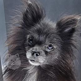 Pepper's The Fate of Ophelia - Blue female Pomeranian puppy in Plant City, Florida from Pepper's Pomeranians