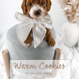 Warm cookies - Red  female Goldendoodle puppy in Harrodsburg, Kentucky from Firefly Farm Minis