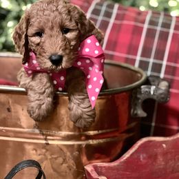 Pink Collar Girl - Australian Labradoodle puppy from Lucky Country Labradoodles