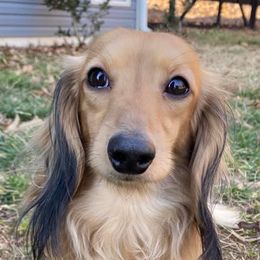 Dachshunds from Belridge Dachshunds