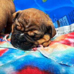Bulldog Puppies from EMR’s Bulldogs