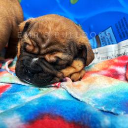 Bulldog Puppies from EMR’s Bulldogs