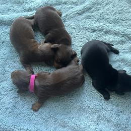 Harrison - Chocolate and tan male Dachshund puppy in Loxahatchee, Florida from Lazy Acres Farm & Long Back Ranch