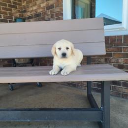 Polly - Yellow female Labrador Retriever puppy in Woodburn, Indiana from Marlene's Labrador Retrievers