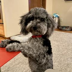 Cockapoo and Golden Mountain Doodle Puppies from Doodles of Joy