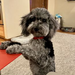 Cockapoo and Golden Mountain Doodle Puppies from Doodles of Joy