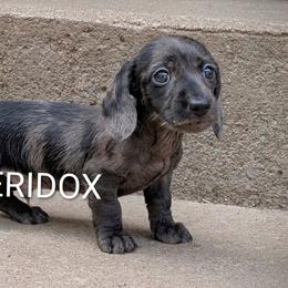 Morpheus - Black male Dachshund puppy in Missouri from Eridox Dachshunds