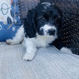 Bernedoodle and Cavapoo Puppies from Utah Mountain Doodles
