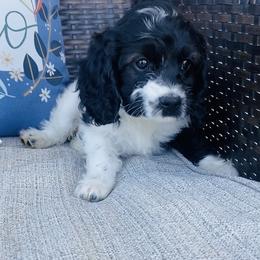 Bernedoodle and Cavapoo Puppies from Utah Mountain Doodles