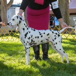 Sky - Dalmatian
