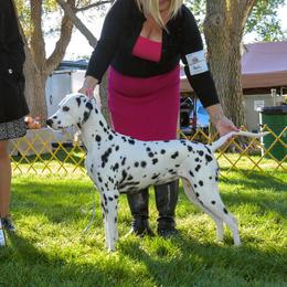 Sky - Dalmatian