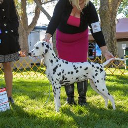 Sky - Dalmatian