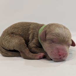 Mr Green - Apricot male Goldendoodle puppy in Lebanon, Pennsylvania from Robertson's Retrievers and Doodles