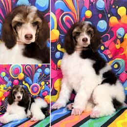 Peach - Brown female Poodle puppy in Houma, Louisiana from Smart Azz Poodles