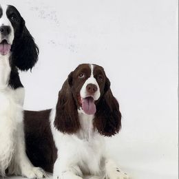 English Springer Spaniels and Grand Basset Griffon Vendeens from Crossroad Springers