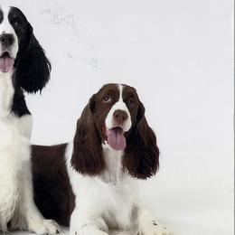 English Springer Spaniels and Grand Basset Griffon Vendeens from Crossroad Springers