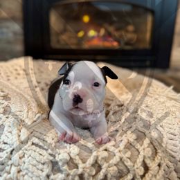 Salem - American Bully puppy from Bosnian Royal Bullies