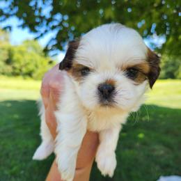 Chip - Chocolate male Shih Tzu puppy in Wolcottville, Indiana from Ducky's Doodles
