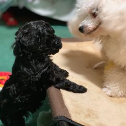 "Mari" Poodle Puppies from Clarion Poodles