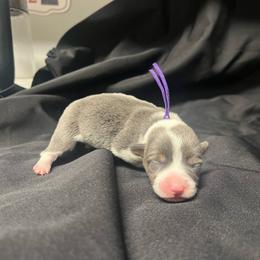 Girl 1 - Blue female Pembroke Welsh Corgi puppy in Ocala, Florida from Dolan Farms Corgis