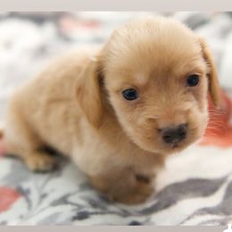 Dachshund Puppies from Purpleheartdoxies