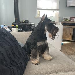 Priscilla - Miniature Schnauzer