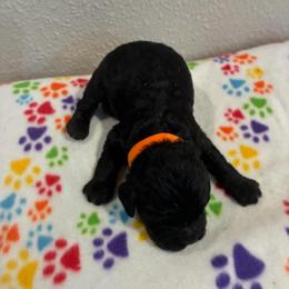 Gus - Black male Cockapoo puppy in Brookings, South Dakota from Hofer Pups