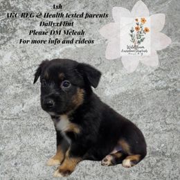 Ash - Black tri-color male Australian Shepherd puppy in Owego, New York from WildBloom Australian Shepherds