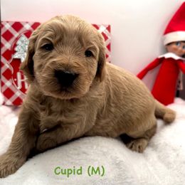 Cupid-green boy - Red  male Goldendoodle puppy in Lewisville, Texas from Zink Doodles