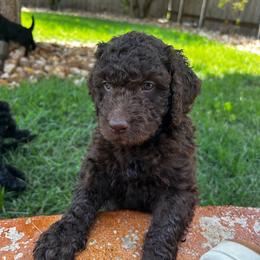 Ms. Red - Chocolate female Labradoodle puppy in Liberty Hill, Texas from Martin Family Doodle