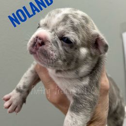 Noland - Tricolors male French Bulldog puppy in Port Charlotte, Florida from Fluffing Frenchies LLC