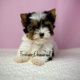 Dotti - Black tan and white female Biewer Terrier puppy in Lathrop, California from Forever Charmed