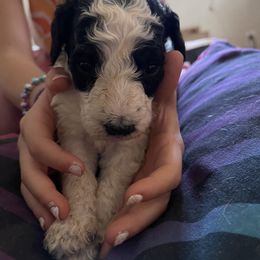 Boy 5 - Poodle puppy in Choctaw, Oklahoma from Crystal's Poodle Friends